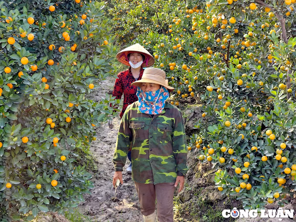 lang trong quat lon nhat thanh hoa san sang cho vu tet hinh 7