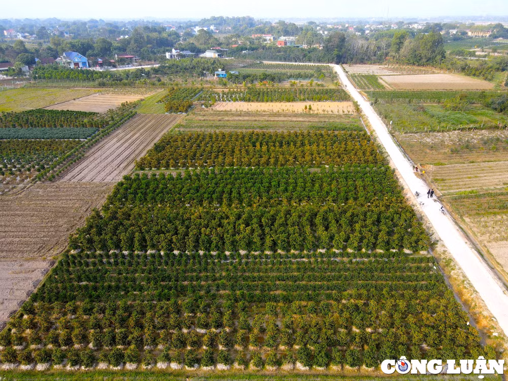 lang trong quat lon nhat thanh hoa san sang cho vu tet hinh 1