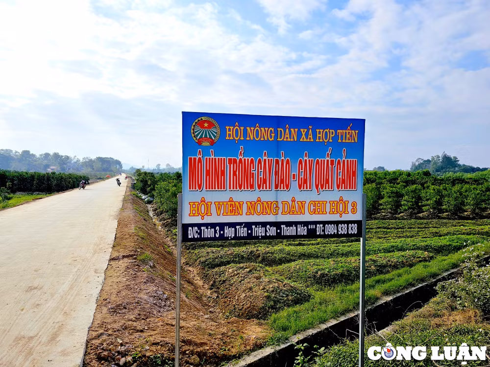 lang trong quat lon nhat thanh hoa san sang cho vu tet hinh 6