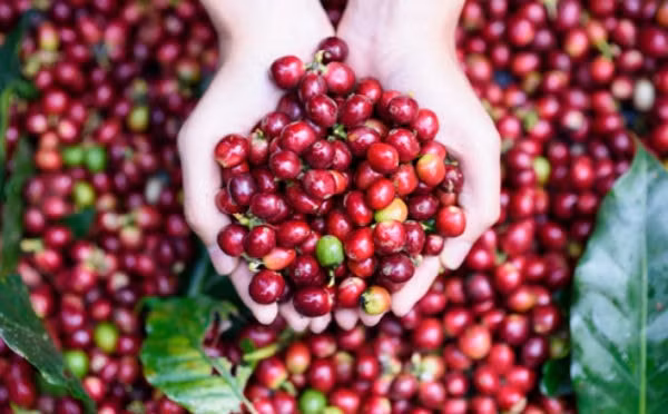 Giá cà phê hôm nay 6/4, mặc dì giá giảm nhưng nông dân vẫn bám trụ (ảnh TL)