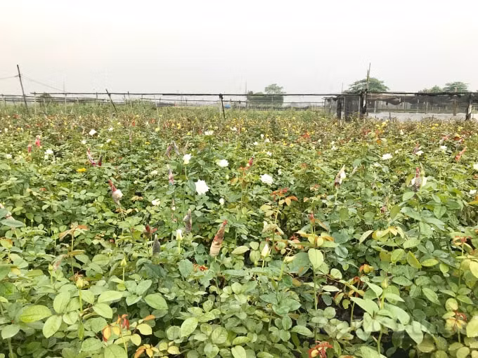 Nhiều ruộng hoa hồng ta đã nở nhưng do nguồn cung dồi dào, giá hoa rẻ khiến người nông dân chỉ cố gắng vớt vát những luống hoa đẹp nhất để bán ra thị trường