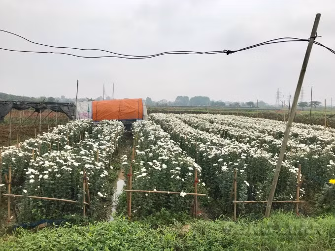 Nhìn những ruộng cúc nở trắng đồng nhưng giá xuống thấp thê thảm lại không tìm được đầu ra người nông dân không khỏi xót xa