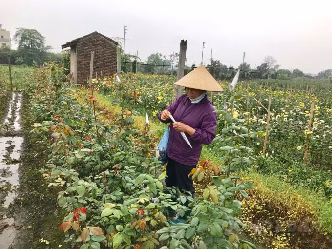 Bà Loan - một người nông dân trồng hoa Hồng Son cho biết, đợt vừa rồi dịp Valentine (14/2), ngày Quốc tế Phụ nữ 8/3, nay ngày rằm nhưng lượng khách đặt mua cũng ít. Nghề trồng hoa trông mong nhất là dịp sau Tết khi mọi người đi lễ hội sẽ tiêu thụ lượng lớn, nhưng năm nay đều ngừng hết khiến giá hoa giảm mạnh. Nhà nào may mắn thì lãi ít còn đa số là hoà vốn hoặc thua lỗ,...
