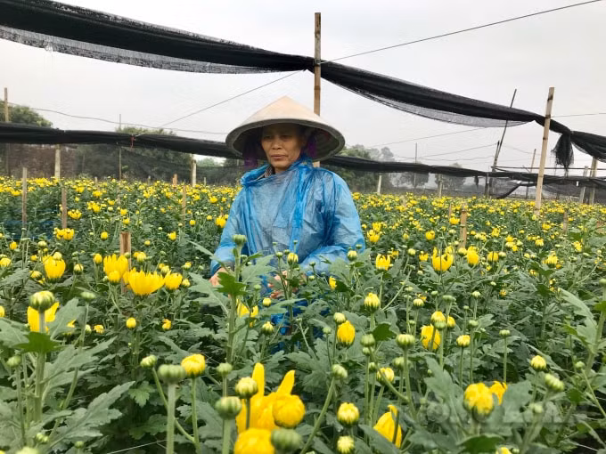 Nhiều người nông dân trồng hoa tại làng hoa Tây Tựu cho biết, do ảnh hưởng của dịch bệnh Covid-19, vụ hoa sau Tết phục vụ ngày Rằm, các lễ hội đầu xuân gần như không tìm được đầu ra