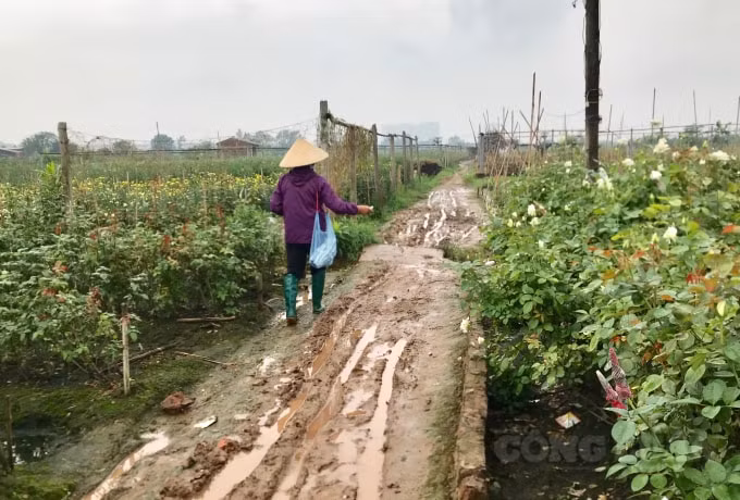 Từ ngày thực hiện cách ly toàn xã hội, việc hạn chế đi lại mua sắm trong thời điểm dịch bệnh Covid-19, làng hoa Tây Tựu càng trở nên ảm đạm. Giá thành hoa thấp chỉ bằng 1/3 cùng kỳ năm trước, hoa thu hoạch xong không có người mua, thu hái, mang đi bán… rồi lại mang về.