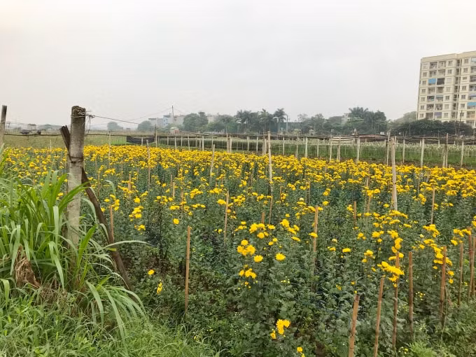 Làng hoa Tây Tựu được biết đến là một trong những nơi trồng hoa lớn nhất miền Bắc, cung ứng hoa tươi phục vụ nhu cầu không chỉ của người dân Hà Nội mà còn cho nhiều tỉnh thành miền Bắc