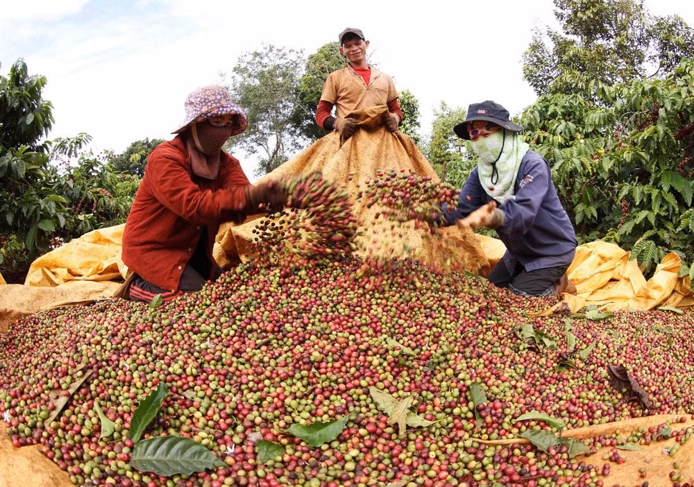 Giá nông sản hôm nay 23/7/2025: Giá cà phê và hồ tiêu đồng loạt giảm sâu