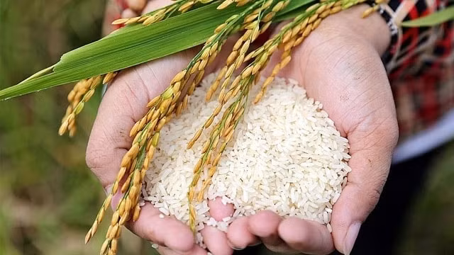 Giá lúa gạo hôm nay 12/10: Giá gạo nguyên liệu giảm nhẹ