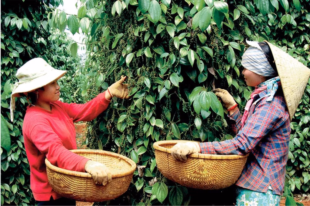 Giá nông sản hôm nay 22/7/2025: Giá cà phê và hồ tiêu nội địa đứng vững giữa cơn sóng giảm toàn cầu