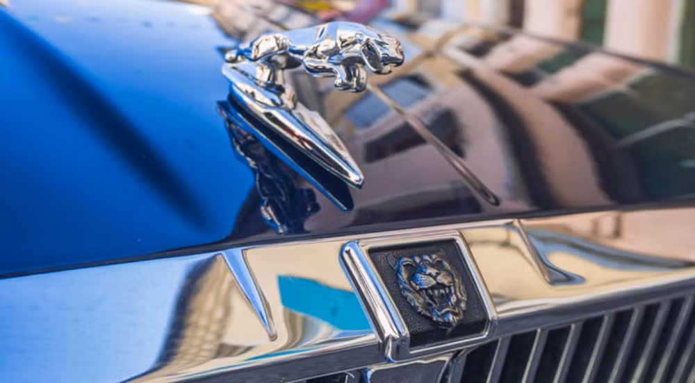Cận cảnh biểu tượng mèo nhảy trên nắp capo xe Jaguar XJ40. Ảnh: Bartus Daniel