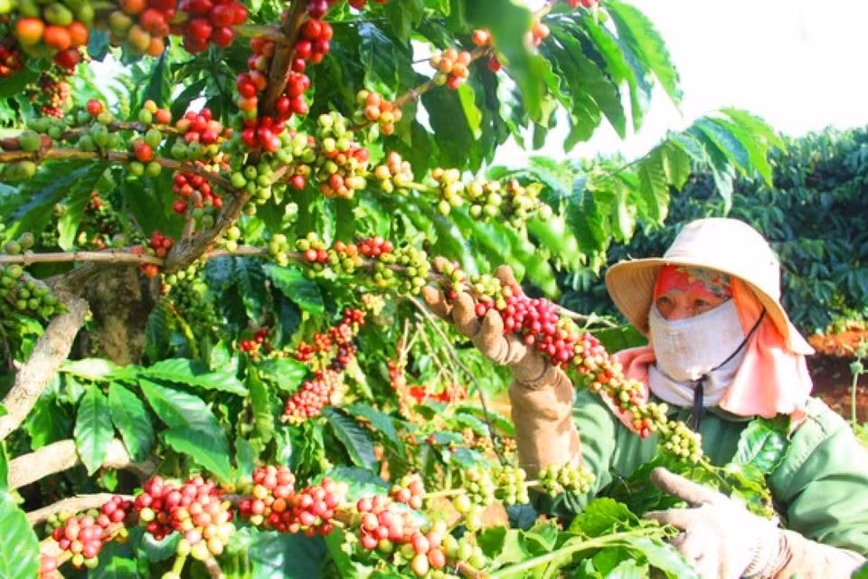 Giá nông sản hôm nay 25/7/2025: Giá cà phê tăng nhẹ sau cú bứt phá, hồ tiêu vẫn “dậm chân tại chỗ”