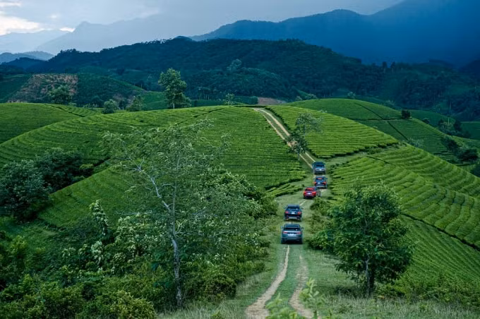 Những chiếc xế sang nối đuôi nhau lướt trên những đồi chè xanh mướt ở Long Cốc (Phú Thọ)