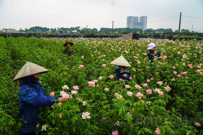 Nhiều người phải cắt bỏ hoa để kịp vụ sau, số khác thì bỏ hoang ruộng. Thậm chí, có người đã chuyển đổi canh tác từ trồng hoa sang trồng rau.