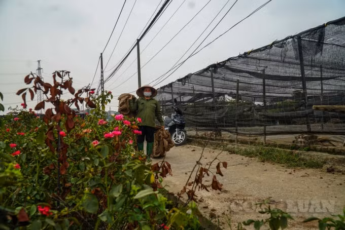 Đang chuẩn bị đồ đạc để chuyển canh tác sang trồng rau, bà Nguyễn Thị Dậu, cho biết, gia đình bà vừa phá nguyên vườn cúc đang nở rộ vì không thể bán ra thị trường.