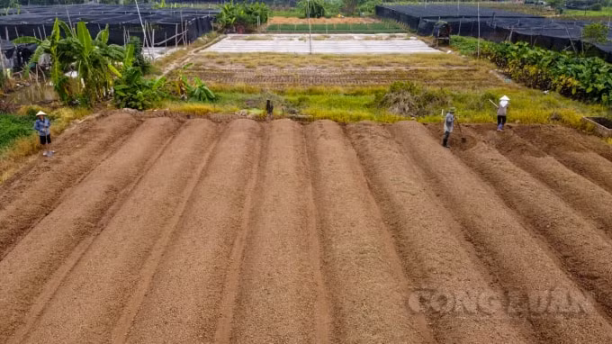 Được biết, thời điểm này, do COVID-19 bùng phát nên nhiều người dân Tây Tựu không thể bán hoa được, đành phải để hoa nở ngoài ruộng, lúc rảnh rỗi thì sẽ ra cắt bỏ cho lứa mới ra. Không khí ảm đạm là tình trạng chung của người dân Tây Tựu ra đồng lúc này.