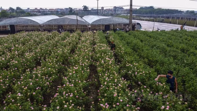 Ghi nhận của PV vào những ngày đầu tháng 7 âm lịch, tại đây rất nhiều ruộng hoa đều đã nở rộ, thế nhưng, không khí thu hoạch lại vô cùng ảm đạm.