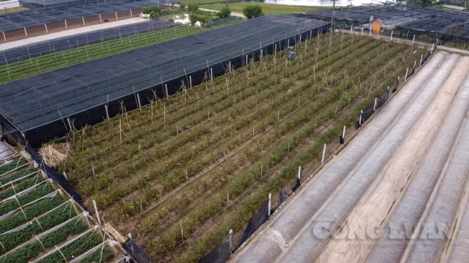 Bà Dậu cho hay, mỗi vụ hoa, bà bỏ ra 10 triệu để mua giống, cùng với đó là thuê nhân công, phải chờ đến 4 tháng mới có thể thu hoạch được. Nếu thuận lợi thì mỗi vụ bà Dậu có thể thu hoạch được 30 triệu tiền lãi, thế nhưng dịch bệnh đã khiến gia đình bà trắng tay trong vụ mùa này.