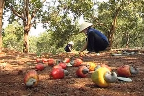 Dự án Phát triển bền vững sẽ được thực hiện tại 15 tỉnh trong đó có cây điều (Ảnh TL)