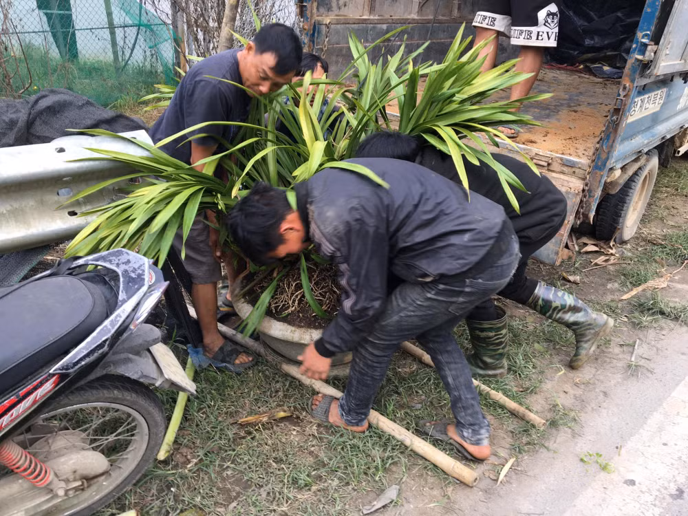 sa pa dua hang ngan chau hoa lan tet tien trieu xuong nui tranh ret hinh 2
