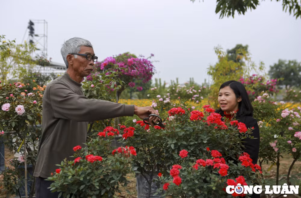 ha noi lang hoa me linh tat bat chuan bi cho festival hoa dau tien hinh 10