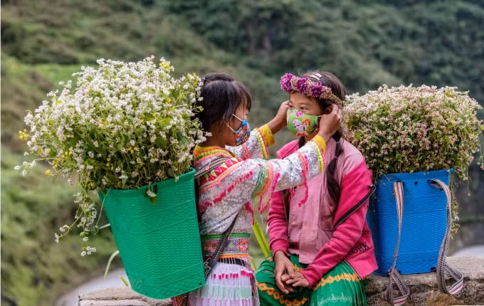 Hoa tam giác mạch đã gắn bó với người dân Đồng Văn. Những thiếu nữ gùi hoa, giờ có thêm chiếc khẩu trang càng trở nên xinh xắn đáng yêu.