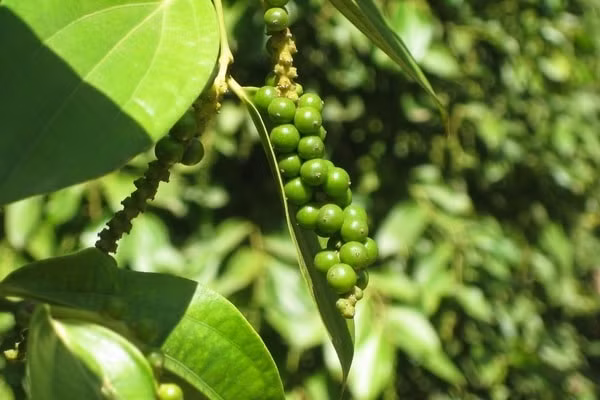 Giá cà phê hôm nay (7/5) tăng 300 đồng/kg, giá hồ tiêu tăng mạnh