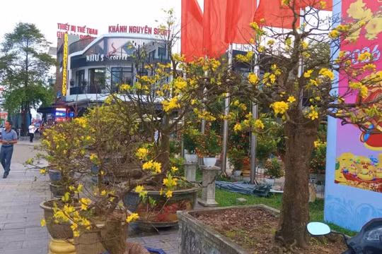 Quảng Trị: Cây hoàng mai hơn 50 tuổi, đắt nhất Đông Hà có giá 150 triệu đồng