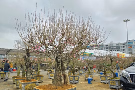Quảng Ninh: Tập trung tổ chức Tết Bính Ngọ 2026 an toàn, nghĩa tình và kỷ cương