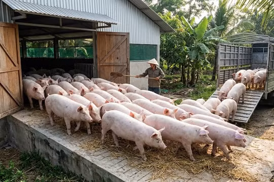 Giá heo hơi hôm nay 10/4: Giá đi ngang sau chuỗi biến động