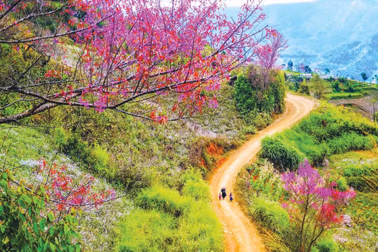 Nghe mùa Xuân đang về