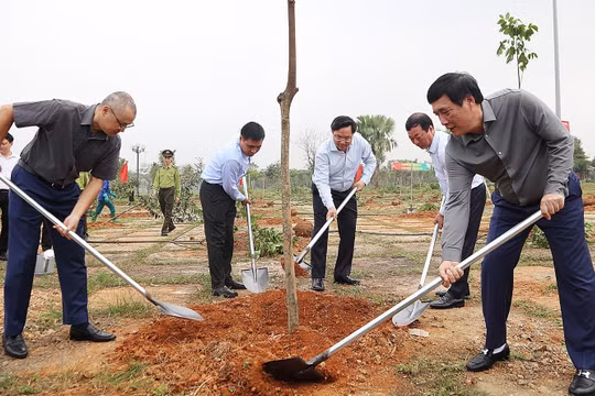Phú Thọ phấn đấu đến năm 2030 có trên 30.000 ha rừng gỗ lớn, tỷ lệ che phủ rừng trên 42,5%