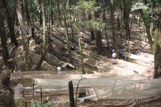 “Quốc bảo” giữa mây ngàn