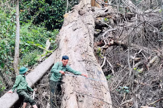 Xuyên Tết canh giữ ‘báu vật’ giữa đại ngàn Tây Nguyên