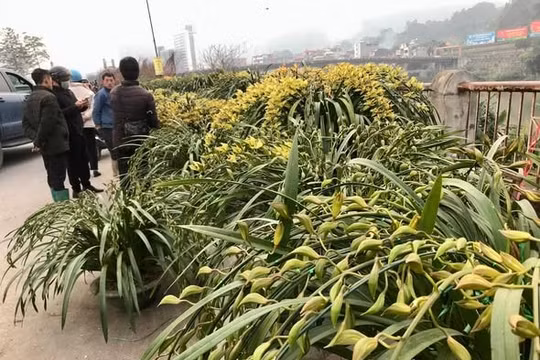 Hoa địa lan Tết Sa Pa tiền triệu bán sớm, giá hạ