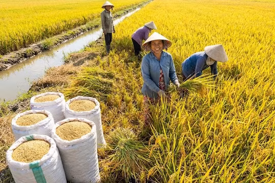Giá lúa gạo hôm nay 20/1: Đài Thơm 8 bất ngờ tăng giá, thị trường khởi sắc