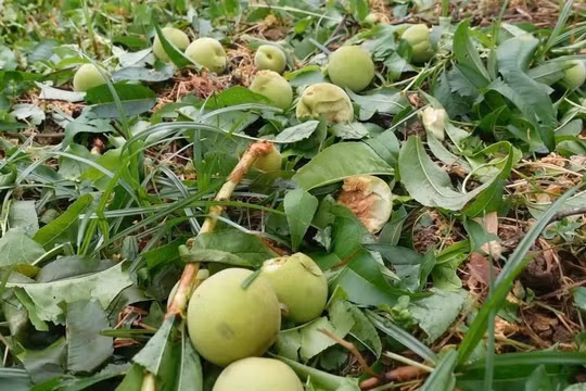 Hướng dẫn khắc phục thiệt hại nông nghiệp sau mưa đá, dông lốc