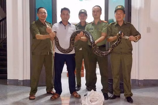 Phát hiện trăn đất nặng 12kg trong ô tô ở Lào Cai