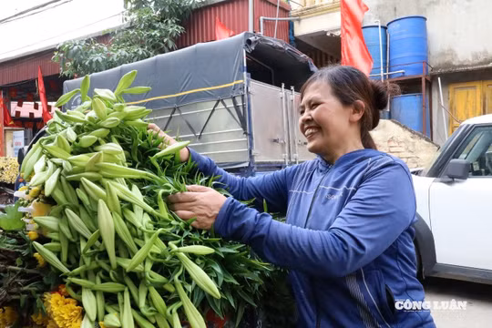 Hoa loa kèn đầu mùa được giá, người dân Tây Tựu phấn khởi thu hoạch