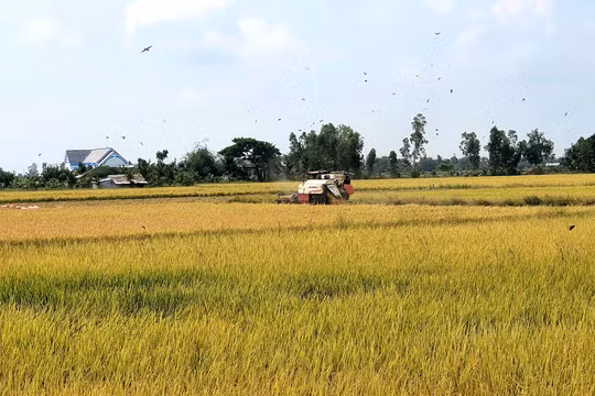 Cà Mau tổ chức hội thảo kết nối sản xuất, tiêu thụ ngành hàng lúa gạo