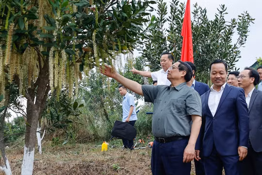Thủ tướng: Liên kết doanh nghiệp – nông dân, biến núi rừng Tây Bắc trùng điệp thành của cải vật chất