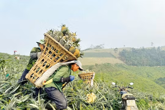 Dứa được mùa, được giá, người dân vùng biên phấn khởi thu hoạch