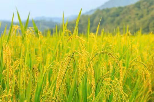 Giá lúa gạo hôm nay 29/12: Thị trường miền Tây đi ngang