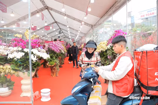 Thị trường cây cảnh, hoa Tết bắt đầu 'nhộn nhịp'