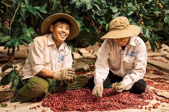 Giá cà phê hôm nay 8/1: Tăng mạnh 1.000 đồng/kg, áp sát mốc 100.000 đồng
