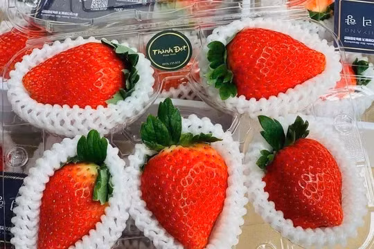 “Kim cương đỏ” của Nhật Bản cháy hàng dịp 8/3 dù giá tới 5 triệu đồng/kg