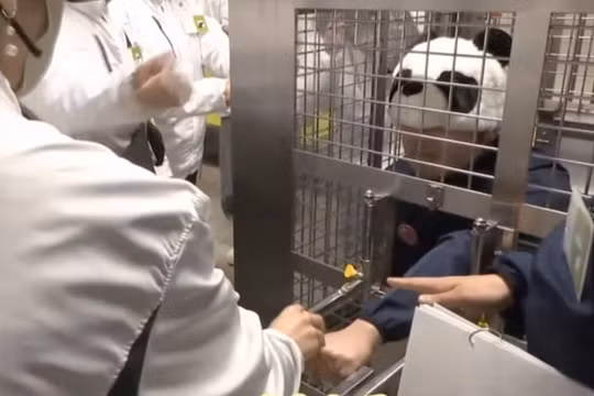 Sở thú Nhật Bản cho nhân viên 'đóng vai' gấu trúc