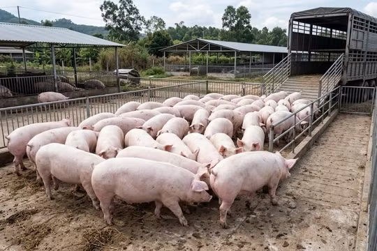 Giá heo hơi hôm nay 14/4: Vì sao Tây Nguyên tăng mạnh?