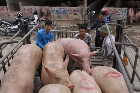 Giá heo hơi hôm nay 5/1: Xu hướng giảm lan rộng, thấp nhất 62.000 đồng/kg