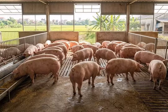 Giá heo hơi hôm nay 16/3: Thị trường duy trì ổn định trên cả nước