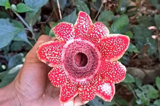 Phát hiện loài hoa quý hiếm Địa nhãn Himalaya trong rừng Phong Nha - Kẻ Bàng